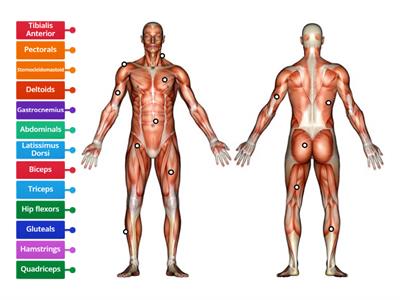 AQA GCSE P1 - Skeletal Muscles 