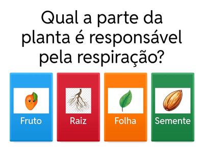 Partes da Planta e Suas Funções