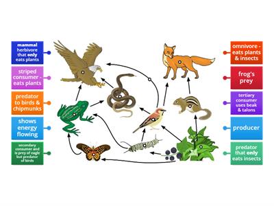 Y7 KS3 Food Web Practice Sample