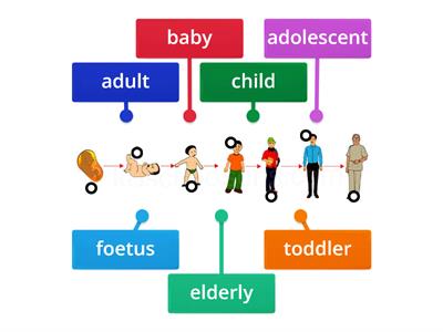 stages of human life - timeline