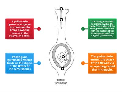 Pollination and fertilisation