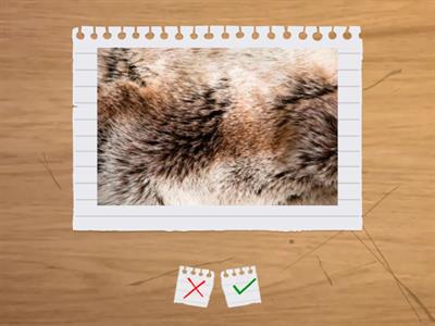 Learning lands 2 unit 3 