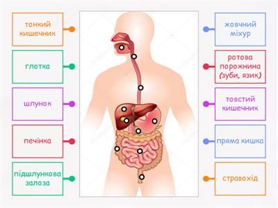 Травна система людини