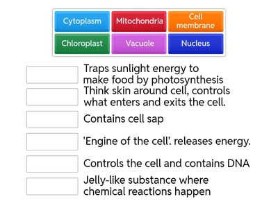 Cell functions