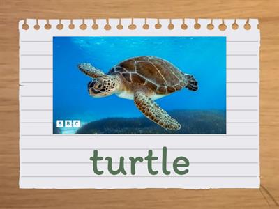 животные Комарова 6 класс