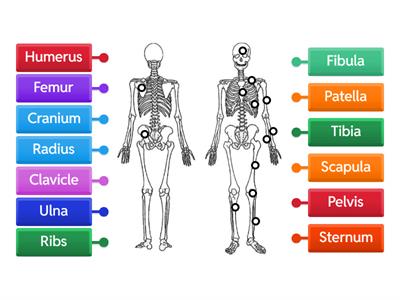 Skeletal system - Bones