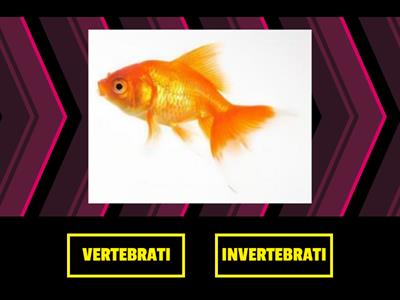 VERO O FALSO: VERTEBRATI E INVERTEBRATI