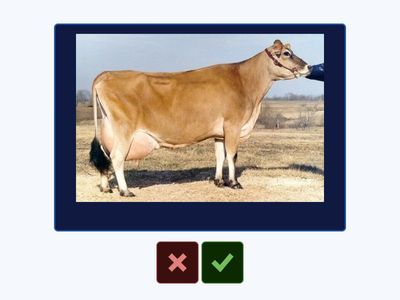 Poznávačka plemen skotu