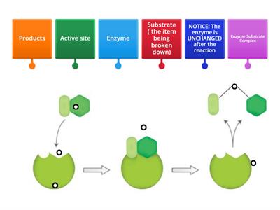 Enzyme Labeling