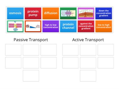 Cell Transport