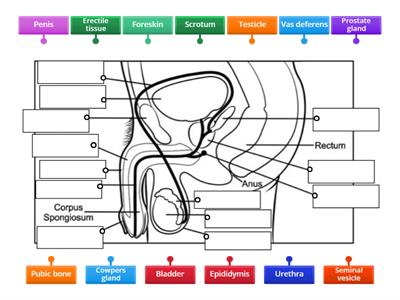 Male reproductive system