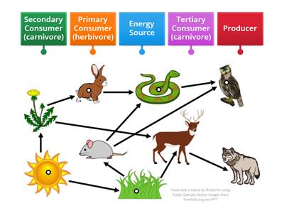  Food Web