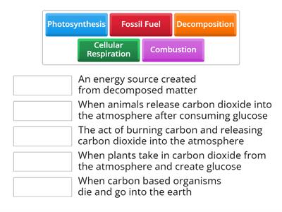 Carbon Cycle 