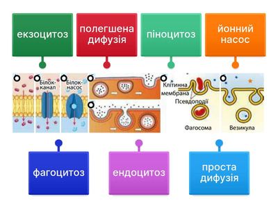 Види мембранного транспортування