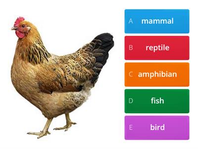 Year 1 - Classify animals