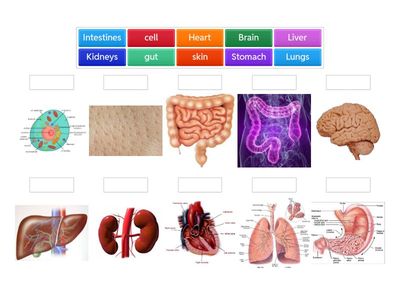 new password b1+ unit 7 Organs