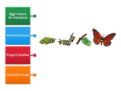 Butterfly Life Cycle/Ciclo de Vida de Mariposa