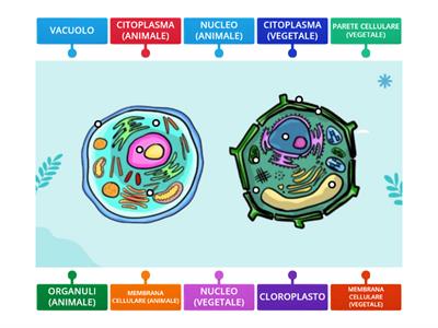 LA CELLULA ANIMALE E VEGETALE