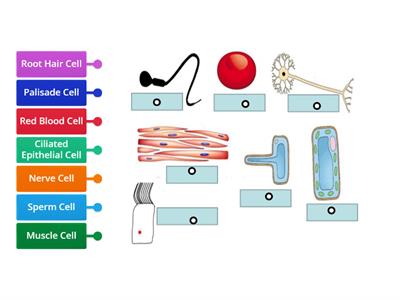 Specialised Cells