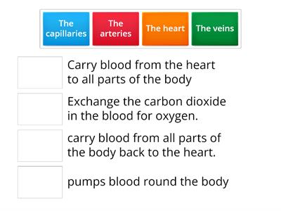 Circulatory System