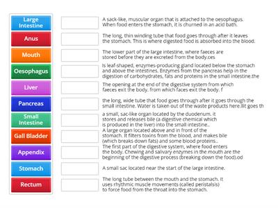 Digestion-Definitions YEAR 9