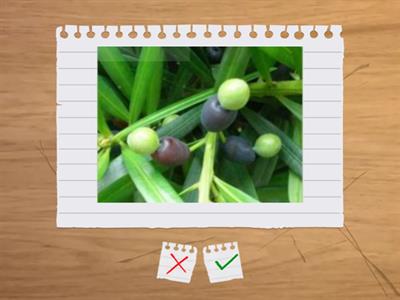 造園丙級識別圖卡1