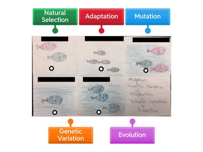 Evolution Labelled Diagram