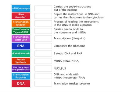 Protein Synthesis - GenBIo2