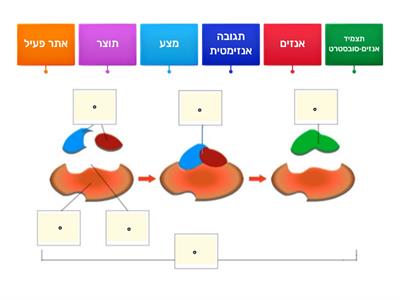 אנזימים