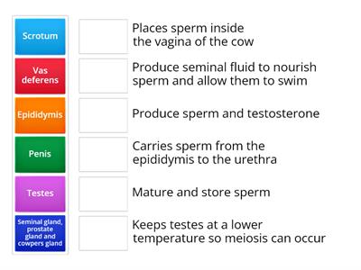 The bull reproductive system functions