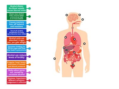 Body- What is affected by Alcohol?