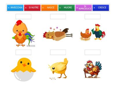 CICLO VITALE  ANIMALI