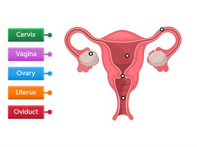 Label the Female Reproductive system 