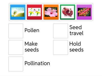 Grade 2 - Pollination