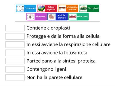 La Cellula