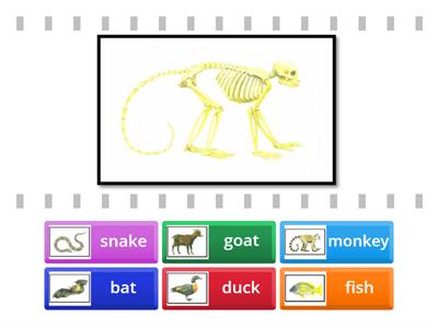 Match the animal with its skeleton.