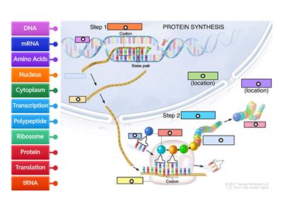 Diagram: Protein Synthesis 