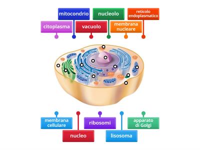 Cellula animale: completa lo schema