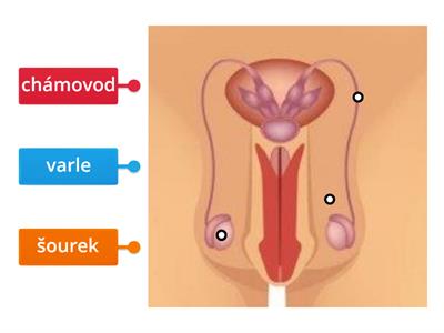 Mužské pohlavní orgány 3. ročník TAKTIK