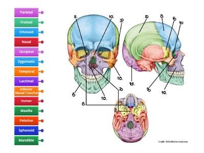Cranium and Facial Bones