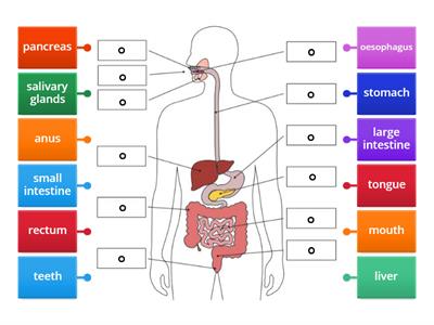 Label the parts of the digestive system