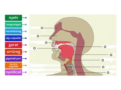 hangképző szervek