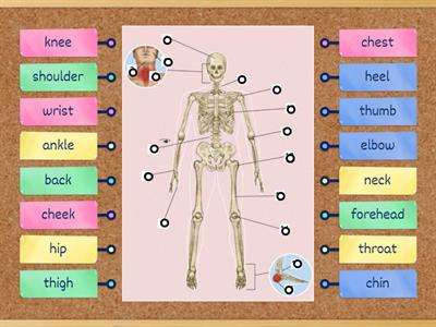 Parts of the Body