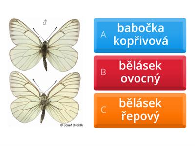 MOTÝLI A1