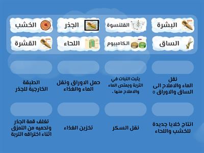 "النباتات " عمل الطالب : خالد الأنصاري خامس٤