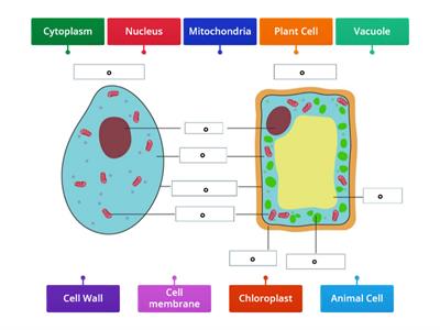 Label Plant and Animal Cell 