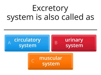 Excretory System
