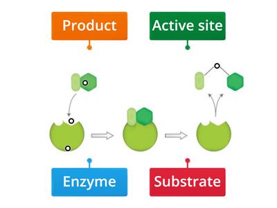 Enzymes