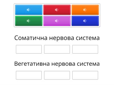 Соматична та вегетативна нервова система