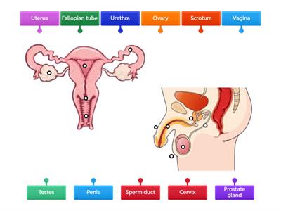 Reproductive System